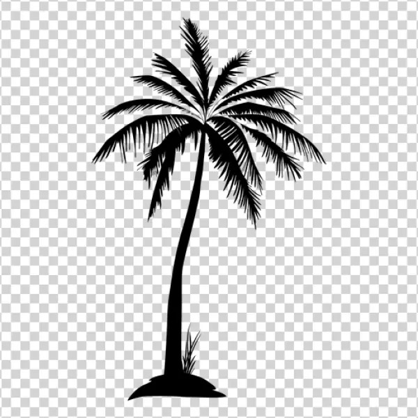 Blank Transparent PNG Placeholder