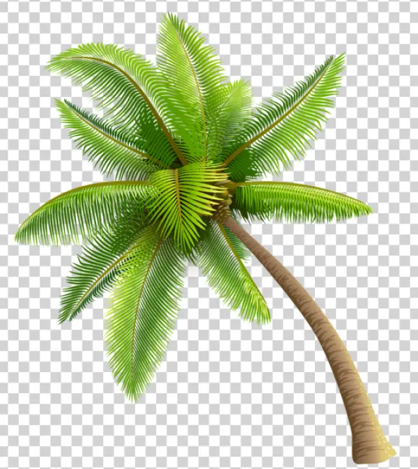 Leaning Palm Tree PNG Transparent Background