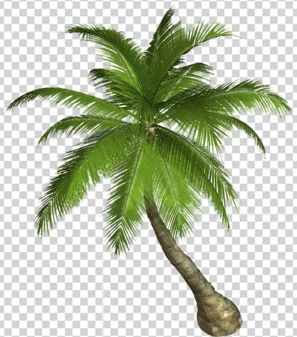 Tropical Palm Tree PNG Transparent Background