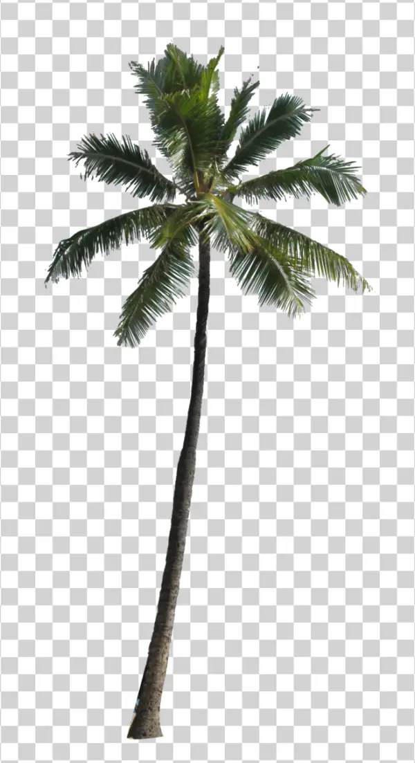 Palm Tree PNG Transparent Background