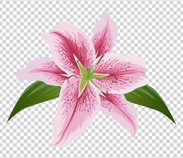 Pink Spotted Lily Flower PNG
