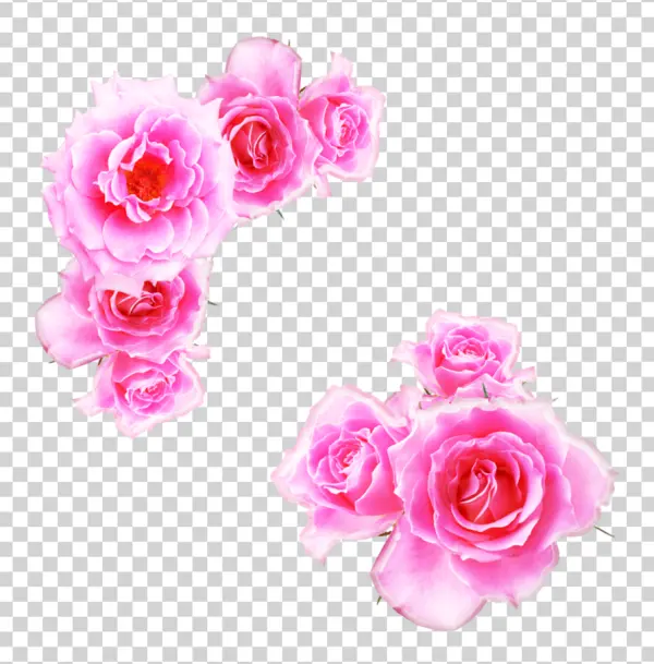 Pink Roses Cluster PNG Transparent Background