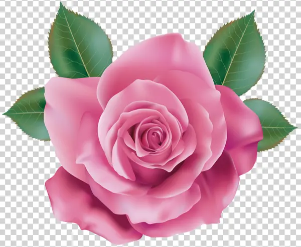Pink Rose with Green Leaves PNG Transparent Background