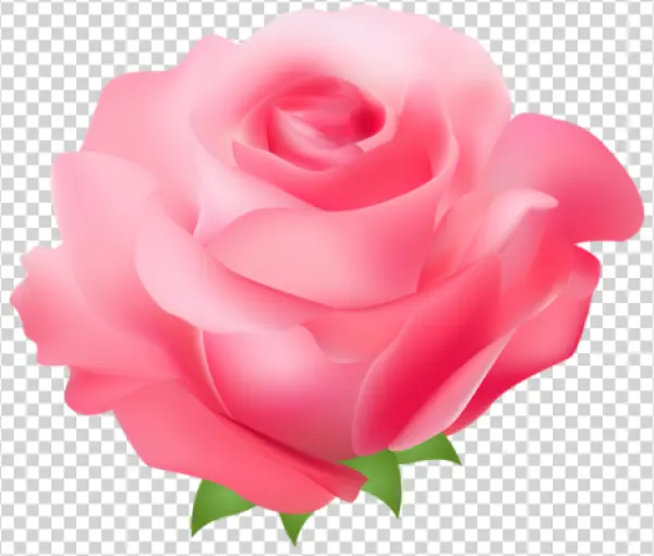Pink Rose Flower PNG Transparent Background