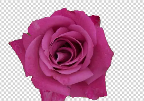 Pink Rose PNG Transparent Background