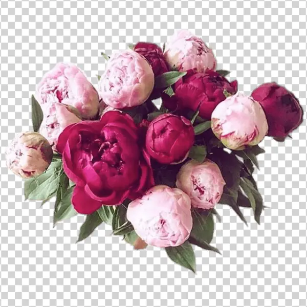 Peony Bouquet PNG Transparent Background