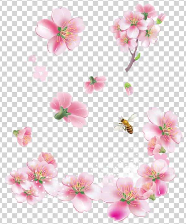 Pink Cherry Blossom Flowers and Bee PNG