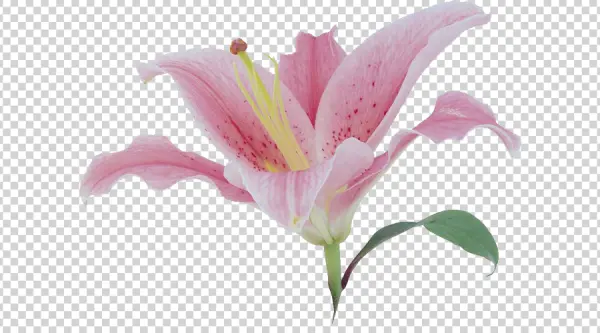 Pink Lily Flower PNG Transparent Background