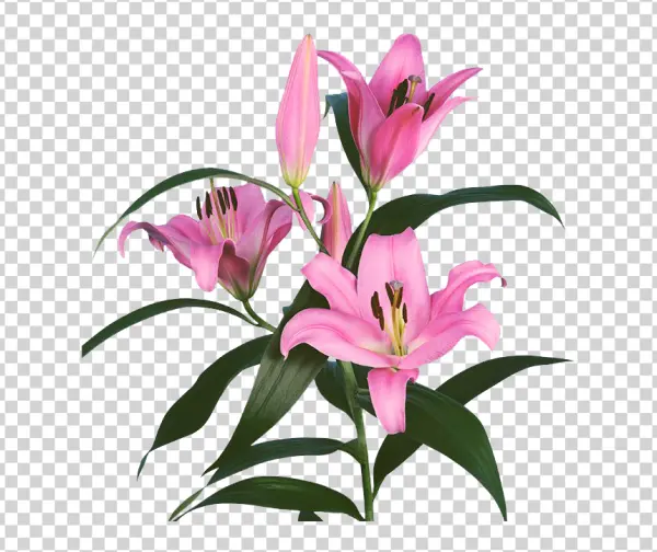 Pink Lily Flowers and Buds PNG Transparent Background