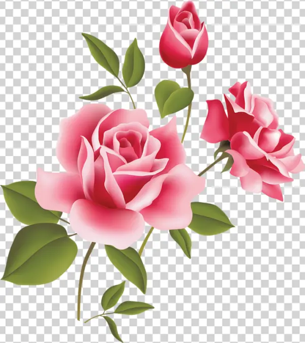 Elegant Pink Roses PNG Transparent Background
