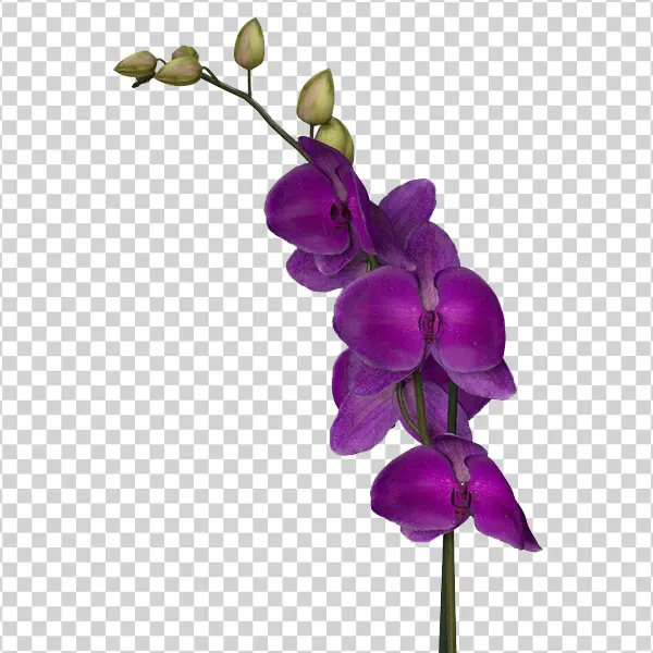 Vibrant Purple Orchid Branch PNG