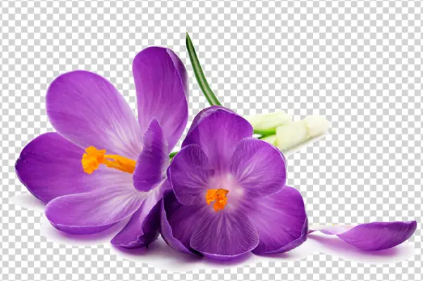 Purple Crocus Flowers PNG Transparent Background