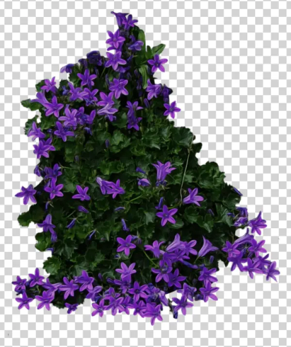 Purple Bellflowers Plant PNG Transparent Background