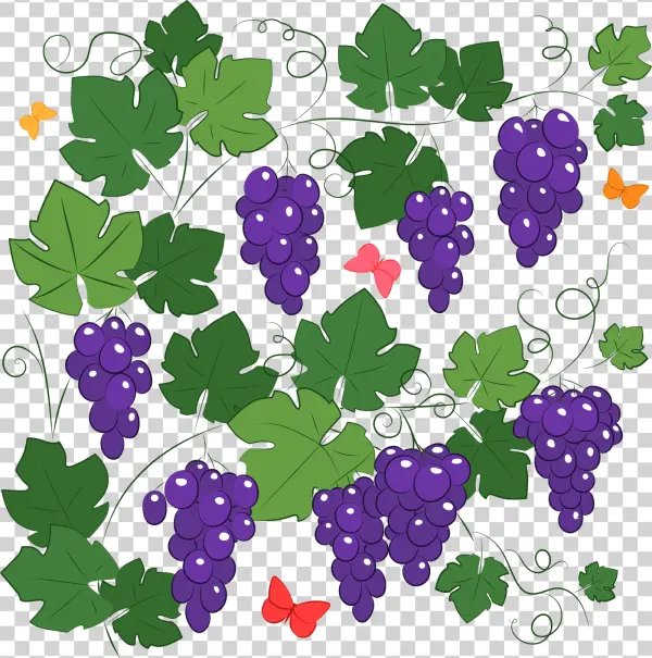 Illustrative Grapevine with Purple Grapes and Butterflies PNG