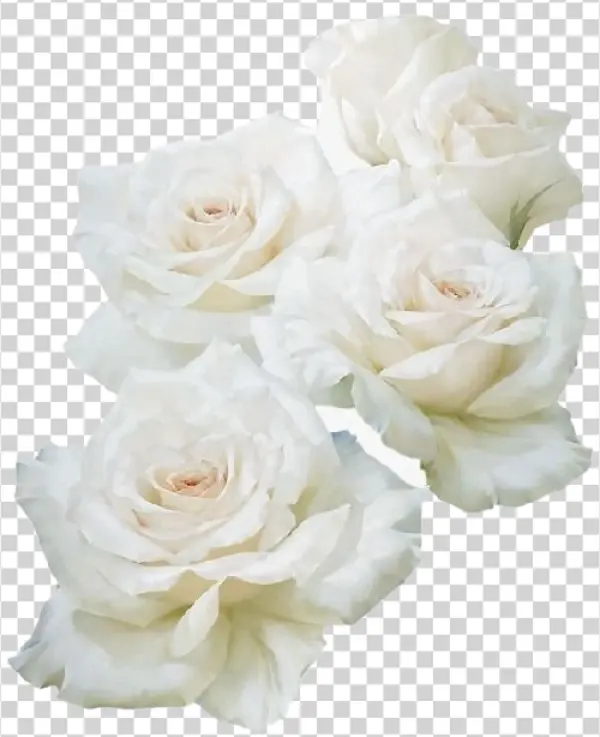 Elegant White Roses PNG Transparent Background