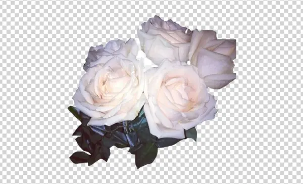 Elegant White Rose Bouquet PNG Transparent