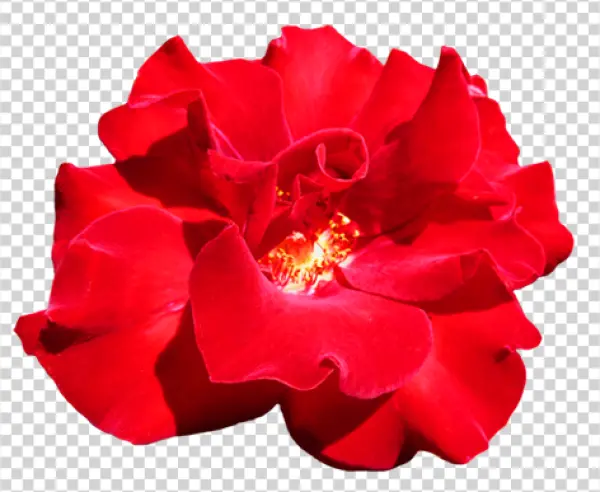 Red Rose Flower PNG Transparent Background