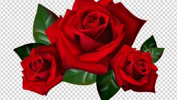Three Vibrant Red Roses PNG Transparent Background