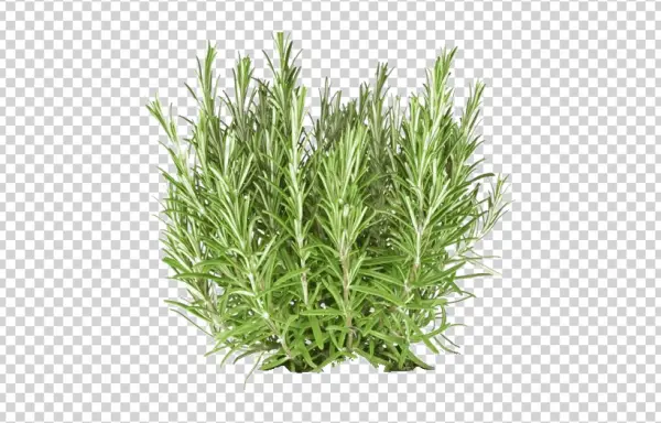 Fresh Rosemary Herb Transparent PNG