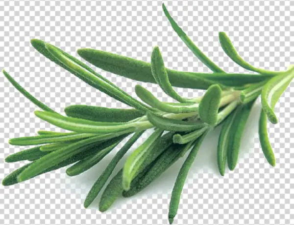 Fresh Rosemary Sprig PNG Transparent Background