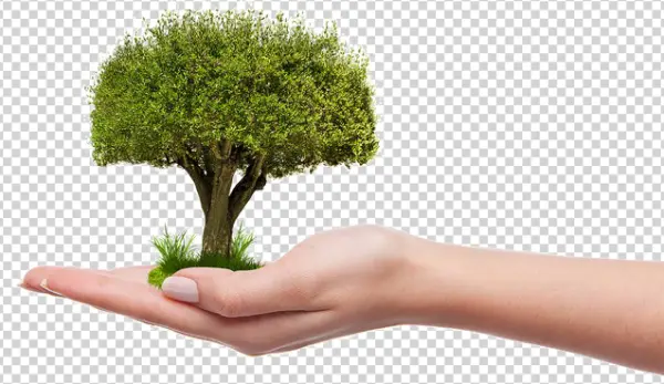 Hand Holding Small Tree PNG Transparent Background