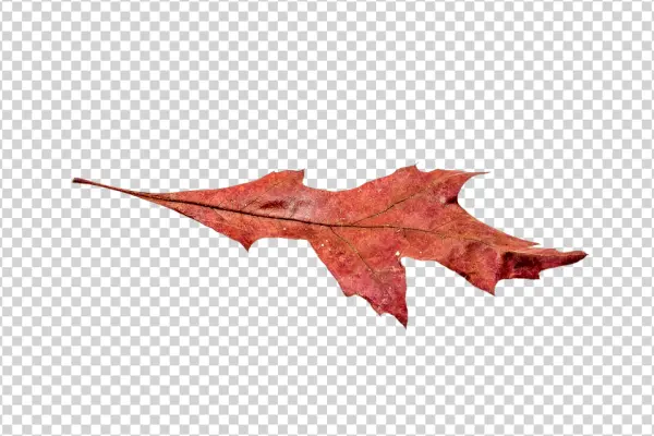 Dried Red Autumn Leaf PNG Transparent Background