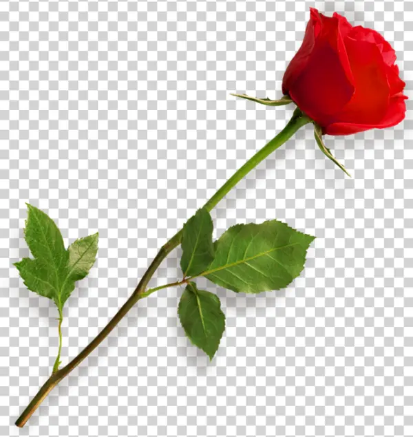 Red Rose with Stem and Leaves PNG