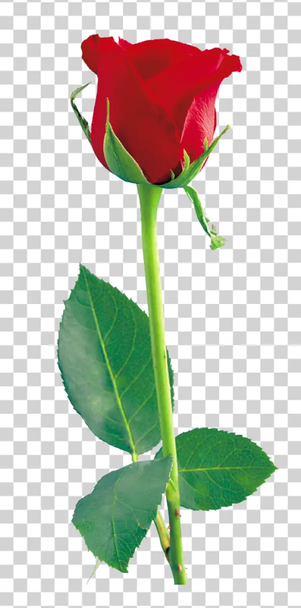 Red Rose with Green Stem PNG Transparent Background