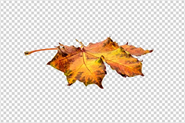 Autumn Maple Leaf Transparent Background PNG