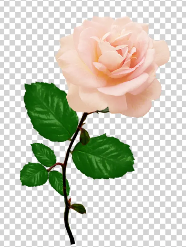 Pink Rose Stem PNG Transparent Background