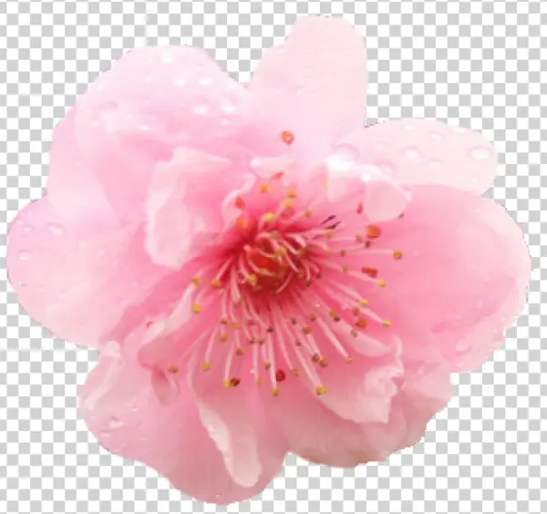 Pink Cherry Blossom Flower with Dew Drops PNG