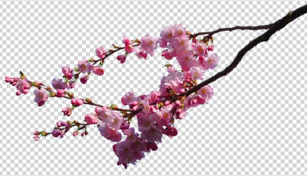 Pink Cherry Blossom Branch PNG Transparent
