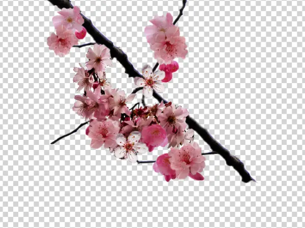 Cherry Blossom Branch PNG Transparent Background