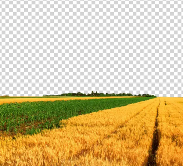 Golden Wheat Field with Green Crops PNG Transparent Background