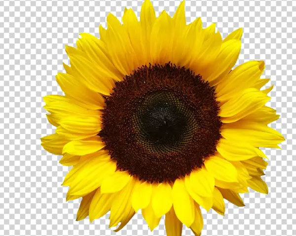 Vibrant Sunflower Transparent Background PNG