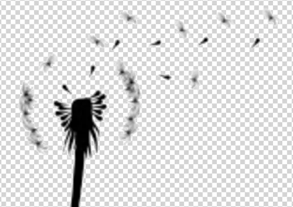 Dandelion with Blowing Seeds PNG Transparent Background