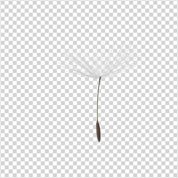 Dandelion Seed PNG Transparent Background