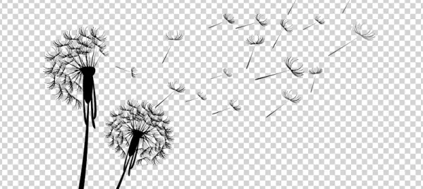 Dandelion with Blowing Seeds PNG Transparent Background