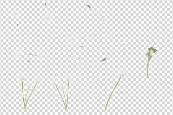 Dandelion Seeds and Fluff Transparent PNG