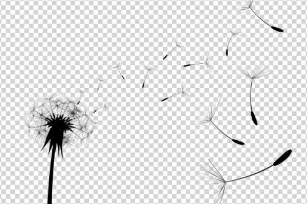 Dandelion Blowing Seeds Transparent PNG