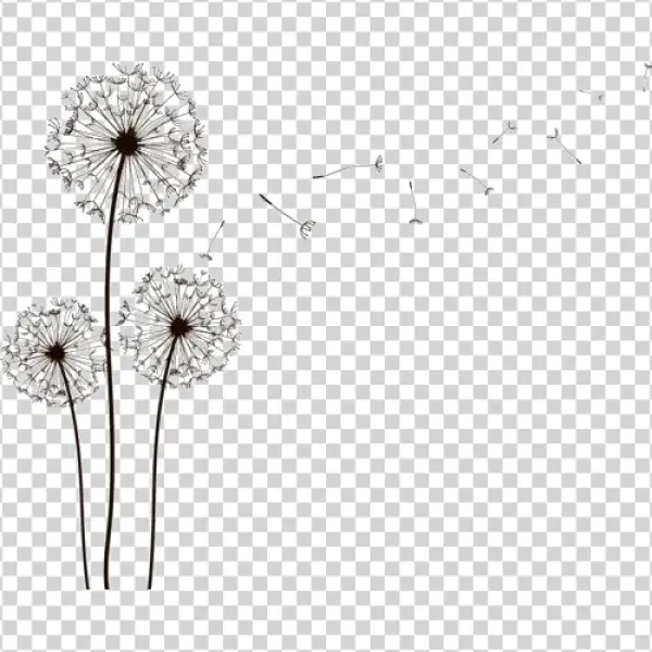Dandelion Seeds Blowing Transparent PNG