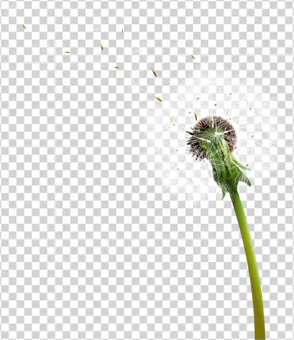 Dandelion Blowing Seeds PNG Transparent Background