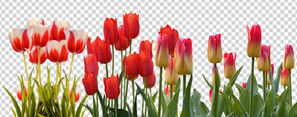 Colorful Tulips PNG Transparent Background