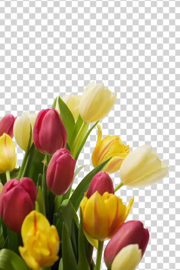 Vibrant Spring Tulips Bouquet PNG Transparent Background