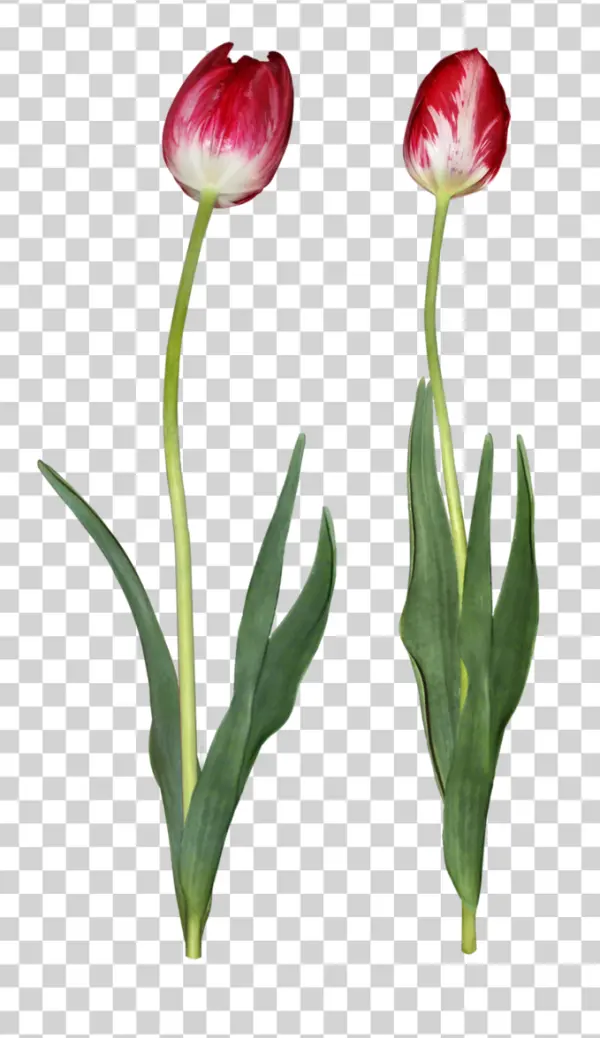 Red and White Striped Tulips PNG Transparent Background