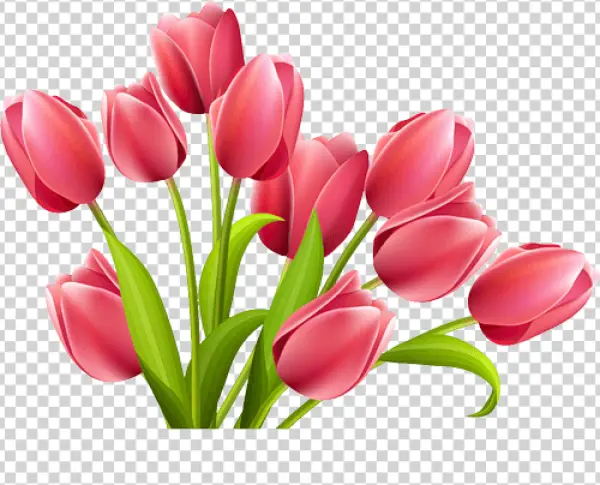 Pink Tulips Bouquet PNG Transparent Background