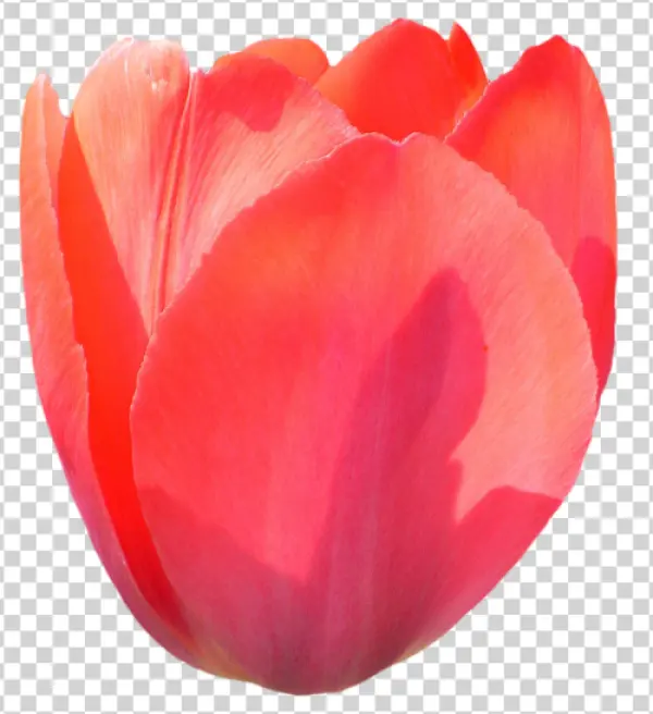 Red Tulip Flower PNG Transparent Background
