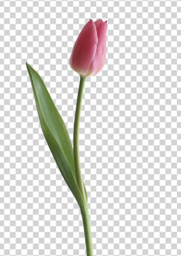 Pink Tulip PNG Transparent Background
