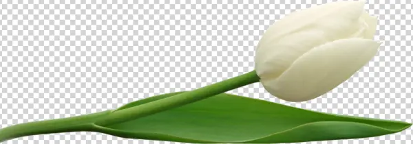 White Tulip PNG Transparent Background