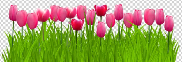 Pink Tulips in Green Grass PNG Transparent